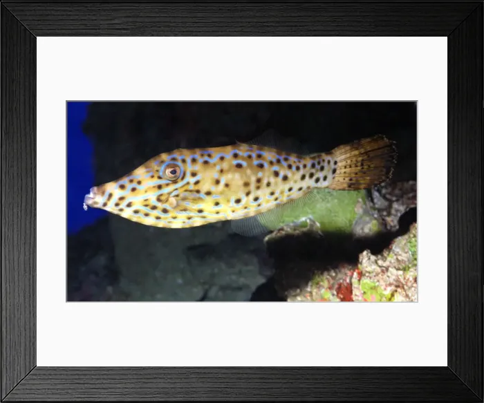Framed Print : Scribbled Leatherjacket Filefish, tropical coasts worldwide Framed Print : Scribbled Leatherjacket Filefish, tropical coasts worldwide