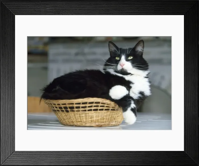 Framed Print : Cat - fat cat in small basket Framed Print : Cat - fat cat in small basket