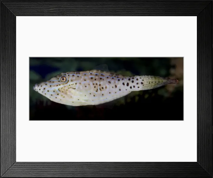 Framed Print : Scribbled Leatherjacket Filefish, tropical coasts worldwide Framed Print : Scribbled Leatherjacket Filefish, tropical coasts worldwide