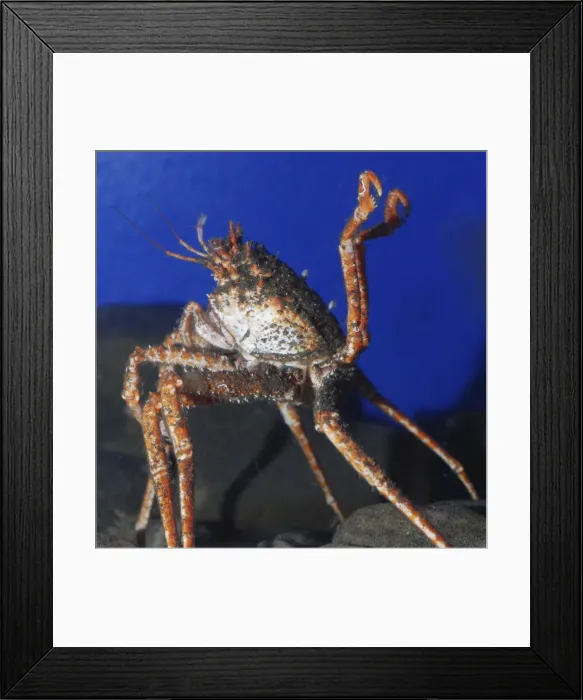 Framed Print : Pacific Spider Crab, Japanese waters Framed Print : Pacific Spider Crab, Japanese waters