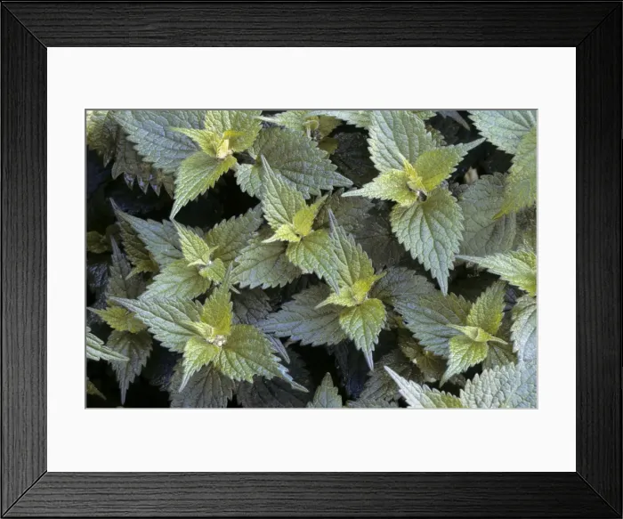Framed Print : Stinging Nettle Framed Print : Stinging Nettle