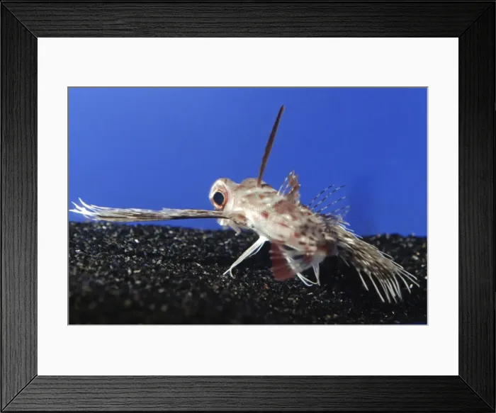 Framed Print : Purple Flying Gurnard, Japanese waters, north Pacific Framed Print : Purple Flying Gurnard, Japanese waters, north Pacific