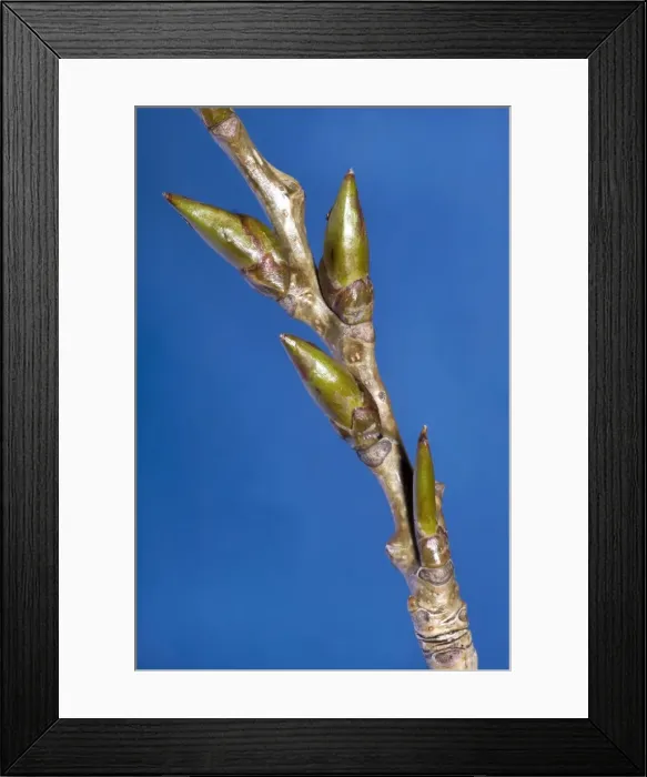 Framed Print : Poplar Tree - bud Framed Print : Poplar Tree - bud