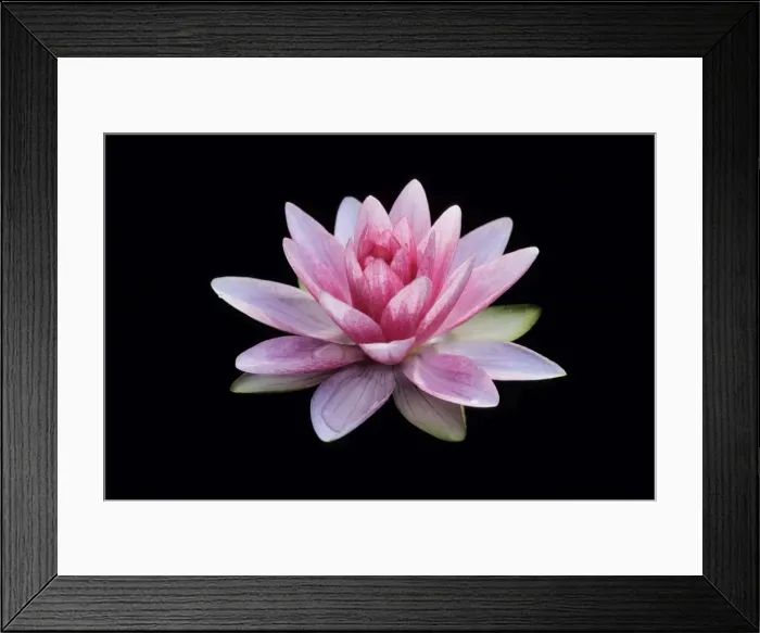 Framed Print : Waterlily - flowering in garden pond, Lower Saxony, Germany