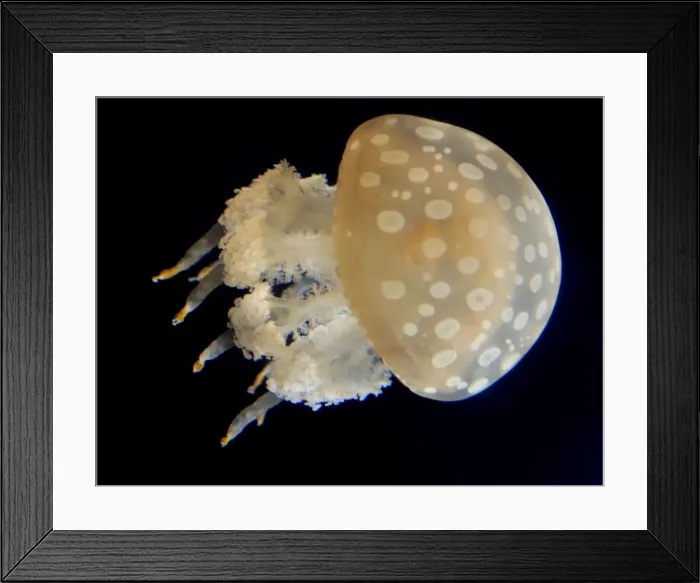 Framed Print : Spotted Jellyfish, western Pacific Framed Print : Spotted Jellyfish, western Pacific