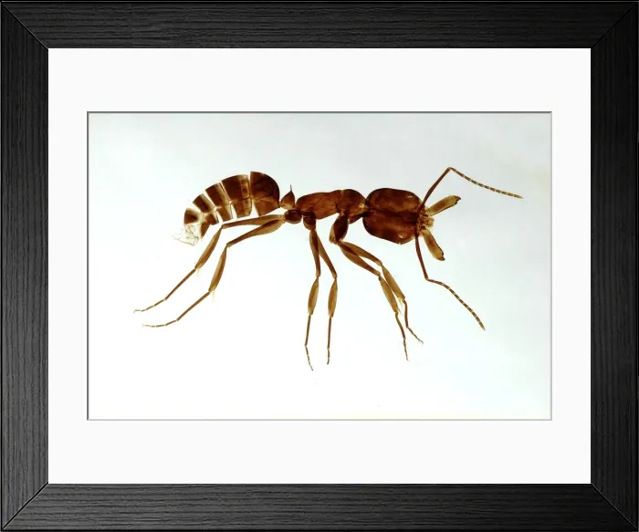 Framed Print : Ant, made as a cleared and flattened microscope preparation Framed Print : Ant, made as a cleared and flattened microscope preparation
