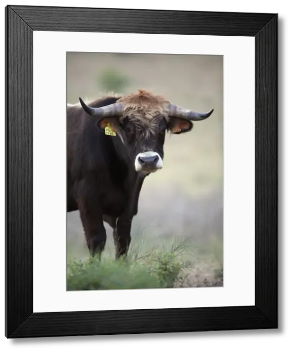 Framed Print : Mirandesa Bull - traditional Portugese breed, kept mainly for beef production, Alentejo, Portugal
