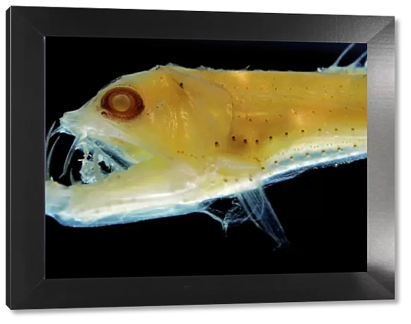 Sloane's Viper Fish (preserved) - deep sea 200-4; 700m