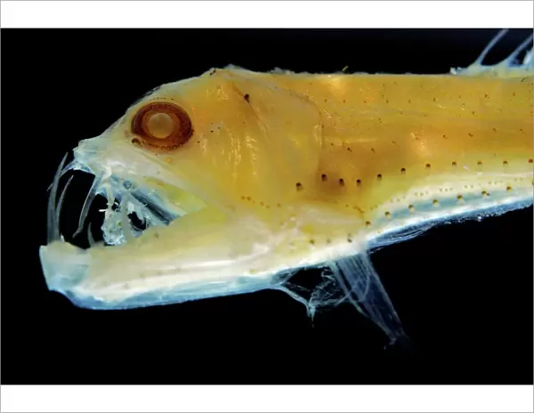 Sloane's Viper Fish (preserved) - deep sea 200-4; 700m
