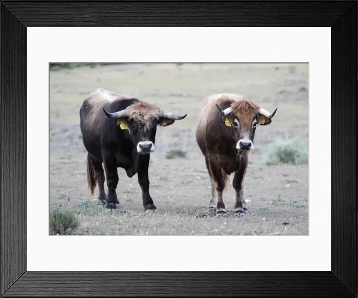 Framed Print : Mirandesa Cattle - Bull and cow, traditional Portugese breed, kept mainly for beef production, Alentejo, Portugal Framed Print : Mirandesa Cattle - Bull and cow, traditional Portugese breed, kept mainly for beef production, Alentejo, Portugal