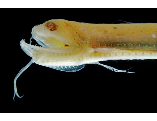 Deep Sea Gulper Eel, Gunther's Boafish (preserved). Circumglobal down to 3, 000m