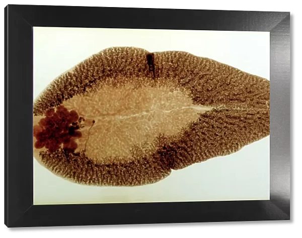 Liver Fluke, microscope slide preparation of the whole animal