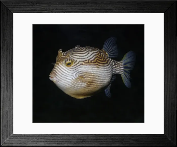 Framed Print : Striped Cowfish, Australian and northern New Zealand coastal waters Framed Print : Striped Cowfish, Australian and northern New Zealand coastal waters