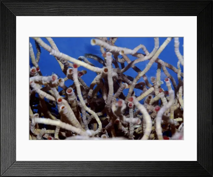 Framed Print : Vestimentiferan Tube Worms from deep sea hydrothermal vents, using inorganic chemicals and heat to grow Framed Print : Vestimentiferan Tube Worms from deep sea hydrothermal vents, using inorganic chemicals and heat to grow