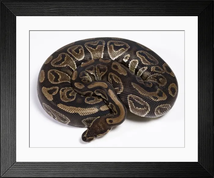 Framed Print : Royal  /  Ball Python - Africa