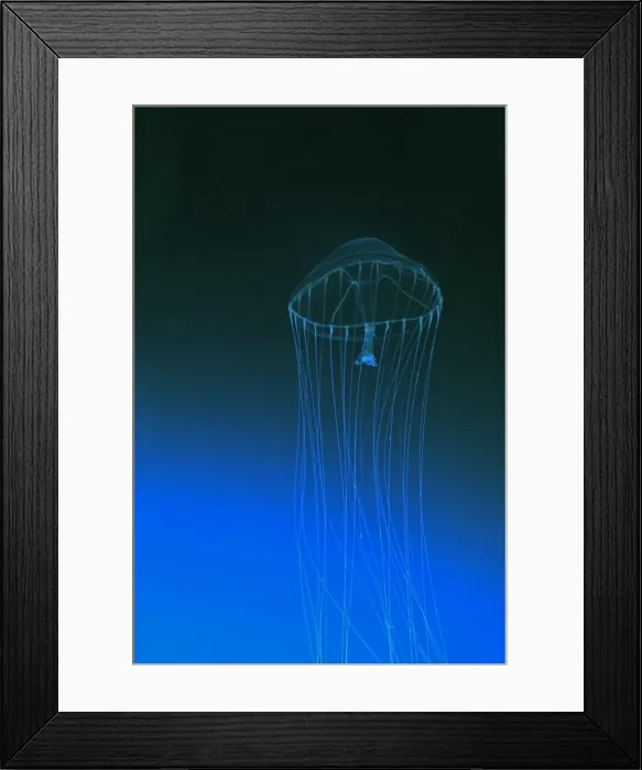 Framed Print : Slender Jellyfish, north Pacific Ocean