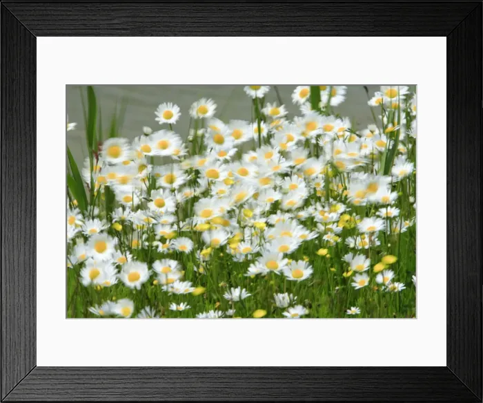 Framed Print : Ox-Eye Daisy - flowers blowing in wind, Texel, Holland Framed Print : Ox-Eye Daisy - flowers blowing in wind, Texel, Holland