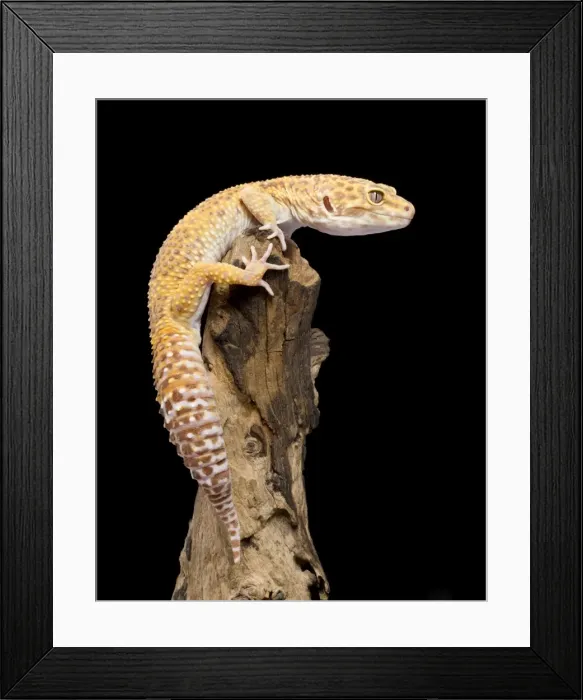 Framed Print : Leopard Gecko - Albino mutation - Middle East - India Framed Print : Leopard Gecko - Albino mutation - Middle East - India