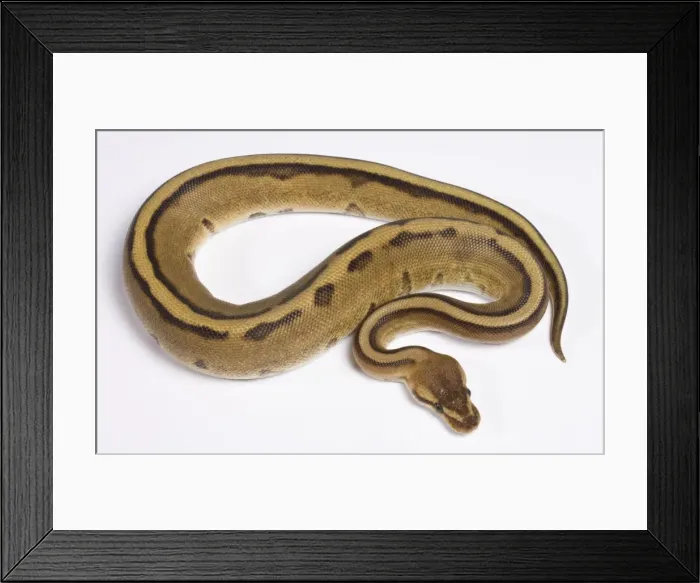 Framed Print : Royal / Ball Python - Pastel “Stripe” mutation - Africa Framed Print : Royal / Ball Python - Pastel “Stripe” mutation - Africa