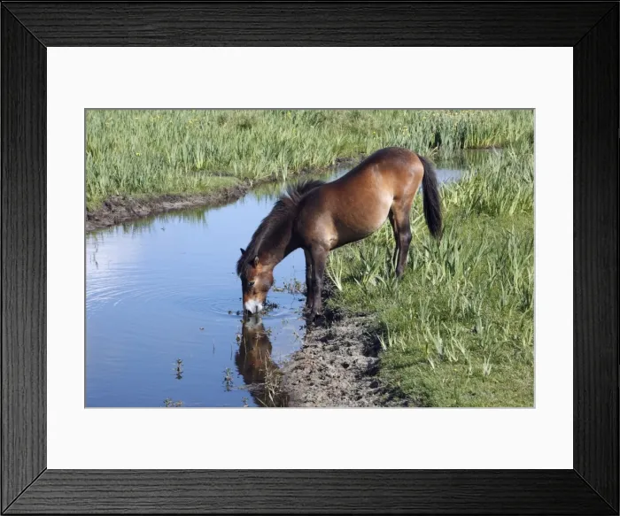 Framed Print : Exmoor Pony - mare drinking from creek, De Bollekamer sand dune NP, Island of Texel, Holland Framed Print : Exmoor Pony - mare drinking from creek, De Bollekamer sand dune NP, Island of Texel, Holland