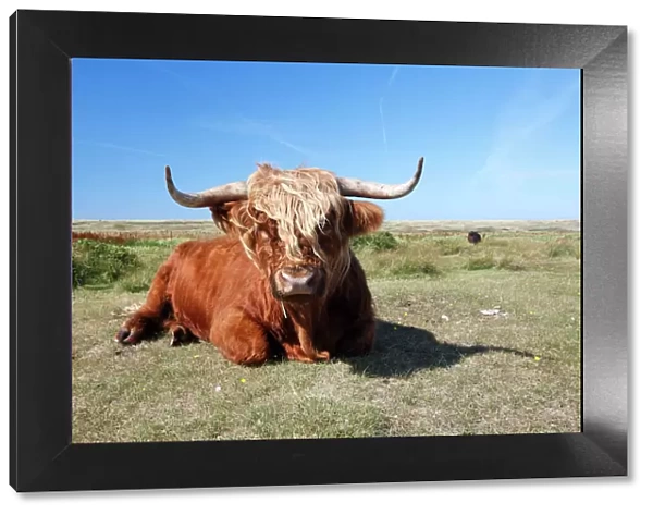 Scottish Highland Cattle - cow resting in sand dune - National Park - Texel Island - Holland
