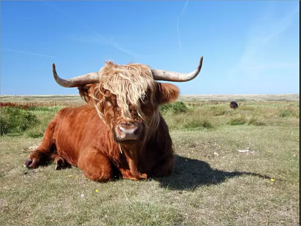 Scottish Highland Cattle - cow resting in sand dune - National Park - Texel Island - Holland