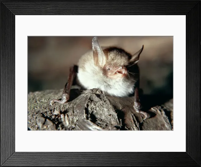 Framed Print : Natterer's Bat - with mouth open showing teeth Framed Print : Natterer's Bat - with mouth open showing teeth