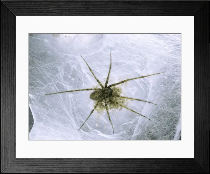 Framed Print : House Spider - in web Framed Print : House Spider - in web