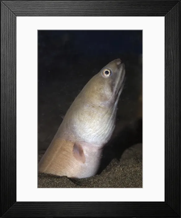 Framed Print : Wholesail Snake Eel, north Pacific Framed Print : Wholesail Snake Eel, north Pacific