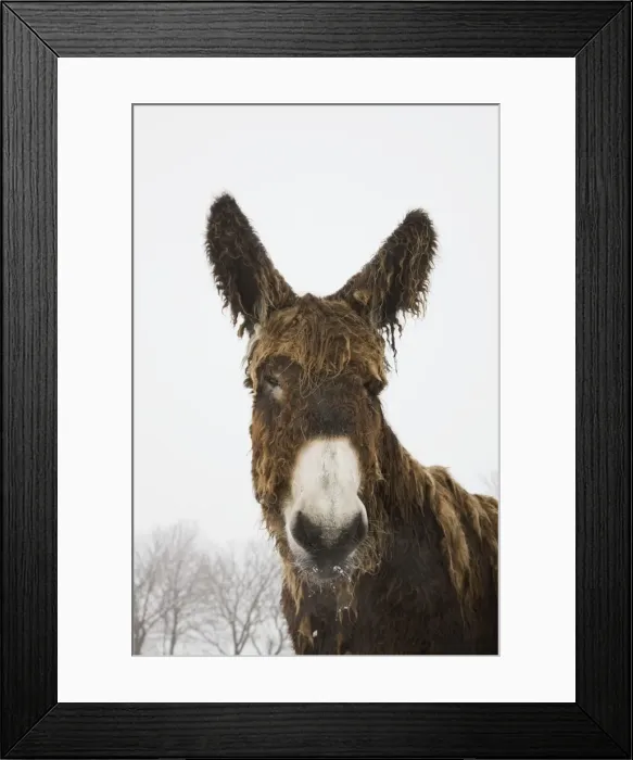 Framed Print : Poitou Donkey - in winter snow Framed Print : Poitou Donkey - in winter snow