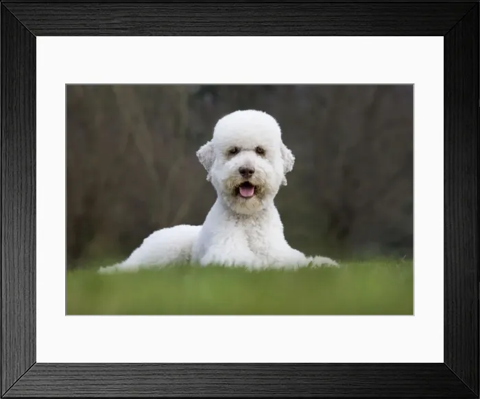 Framed Print : Dog - Standard Poodle lying down Framed Print : Dog - Standard Poodle lying down