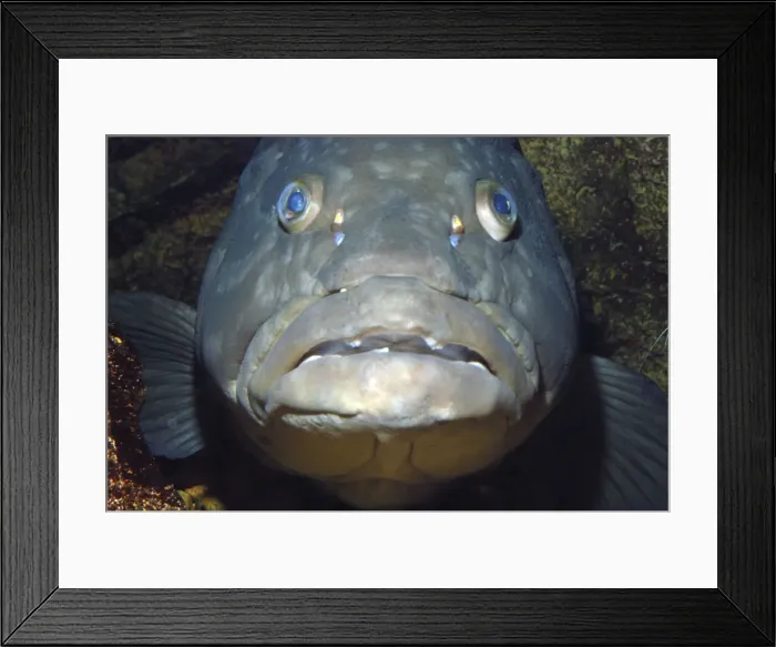 Framed Print : Longtooth Grouper, offshore Chinese and Japanese waters Framed Print : Longtooth Grouper, offshore Chinese and Japanese waters