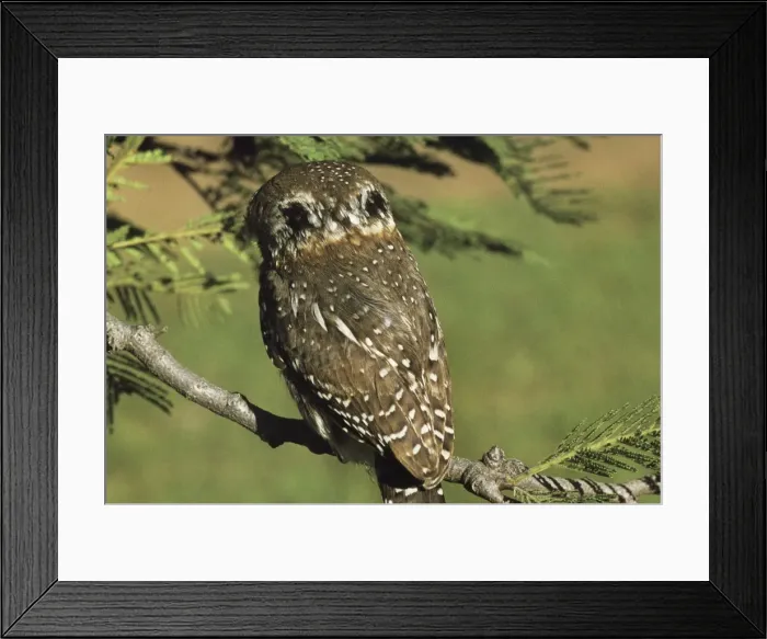 Framed Print : Pearl Spotted Owlet - showing false eyespots Framed Print : Pearl Spotted Owlet - showing false eyespots
