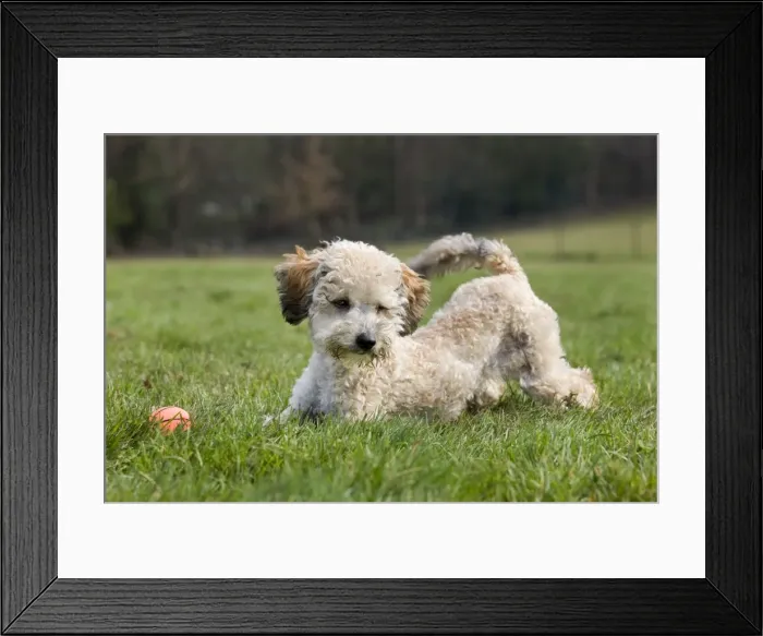 Framed Print : Dog - Standard Poodle puppy playing in garden Framed Print : Dog - Standard Poodle puppy playing in garden