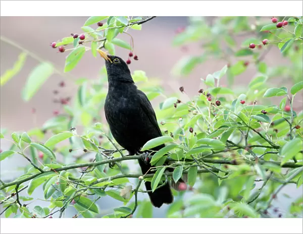 Blackbird - eating berries in garden - Lower Saxony - Germany