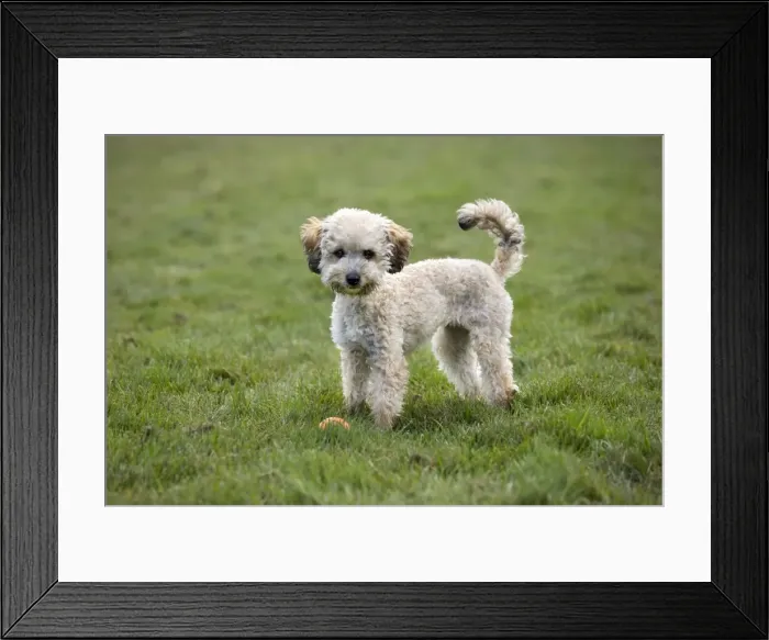 Framed Print : Dog - Standard Poodle puppy playing in garden Framed Print : Dog - Standard Poodle puppy playing in garden