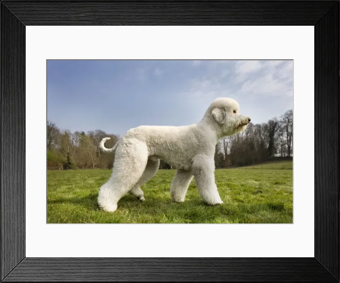 Framed Print : Dog - Standard Poodle standing up Framed Print : Dog - Standard Poodle standing up