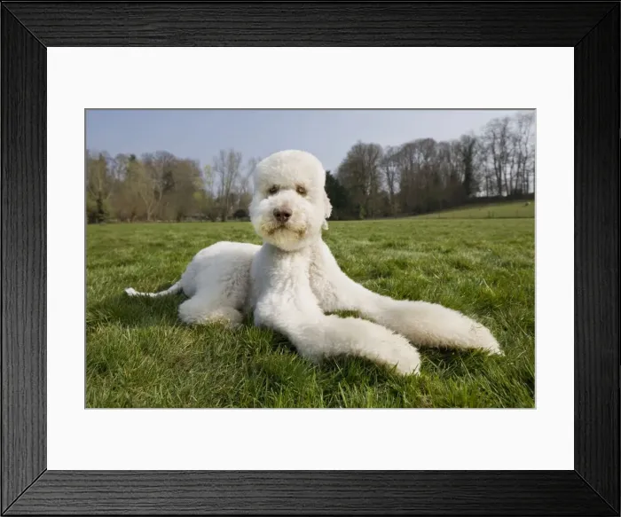Framed Print : Dog - Standard Poodle lying down Framed Print : Dog - Standard Poodle lying down