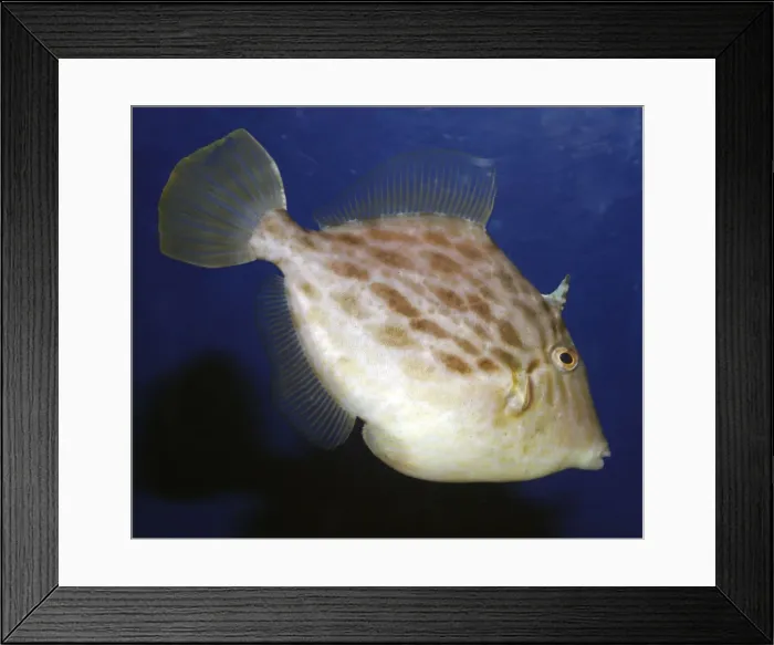 Framed Print : Black Scraper Triggerfish, reefs northwest Pacific Framed Print : Black Scraper Triggerfish, reefs northwest Pacific