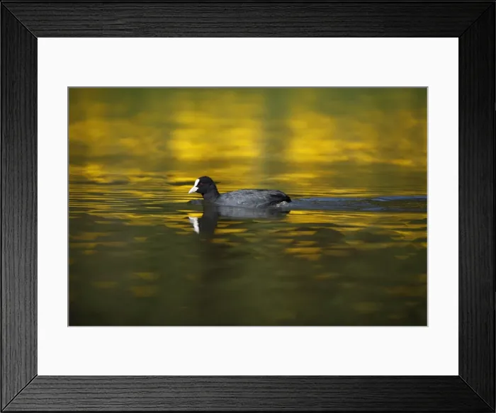 Framed Print : Coot - swimming across lake - Hessen - Germany Framed Print : Coot - swimming across lake - Hessen - Germany