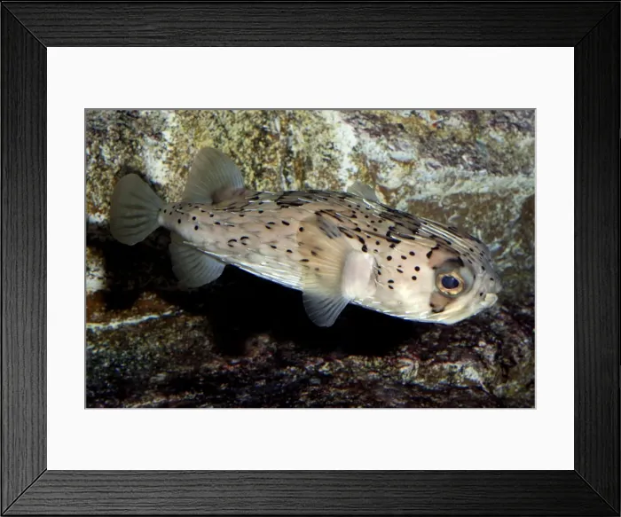 Framed Print : Porcupine Fish, shallow reefs circumtropical seas Framed Print : Porcupine Fish, shallow reefs circumtropical seas