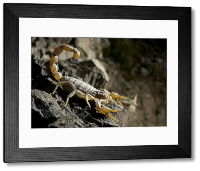 Framed Print : Common European Scorpion - female - Sierra Morena - Andalucia - Spain Framed Print : Common European Scorpion - female - Sierra Morena - Andalucia - Spain