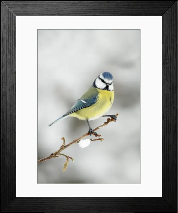 Framed Print : Blue Tit - perched on branch in winter - Lower Saxony - Germany Framed Print : Blue Tit - perched on branch in winter - Lower Saxony - Germany