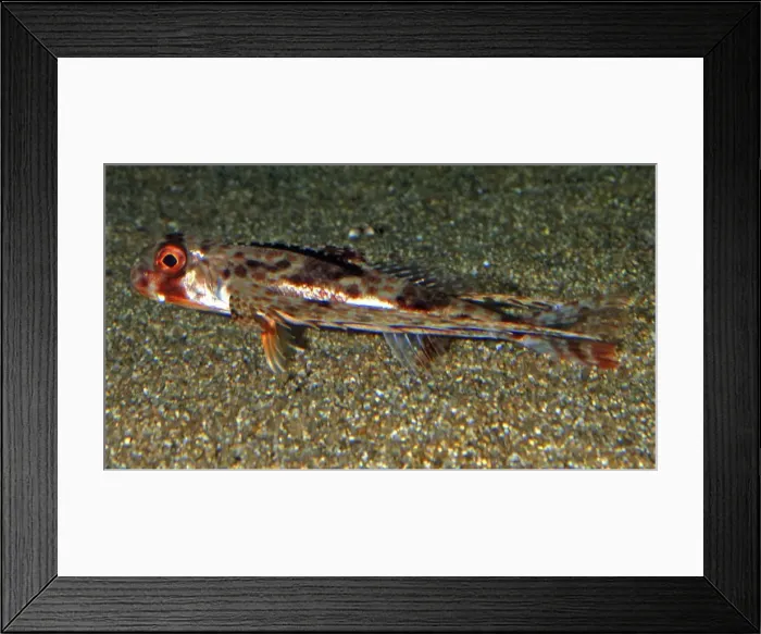 Framed Print : Purple Flying Gurnard, Japanese waters, north Pacific Framed Print : Purple Flying Gurnard, Japanese waters, north Pacific