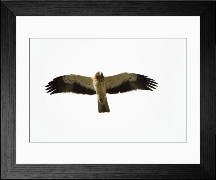 Framed Print : Booted Eagle - in flight - Alentejo - Portugal Framed Print : Booted Eagle - in flight - Alentejo - Portugal