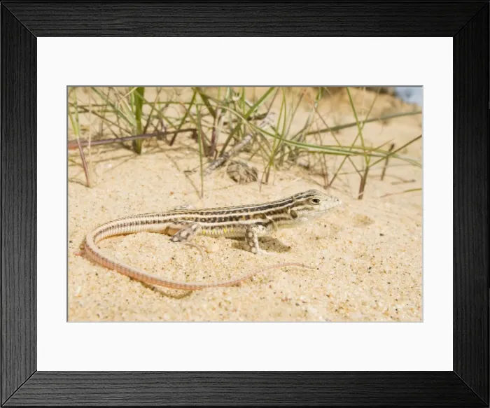 Framed Print : Spiny-footed Lizard - Donana National Park - Andalucia Framed Print : Spiny-footed Lizard - Donana National Park - Andalucia