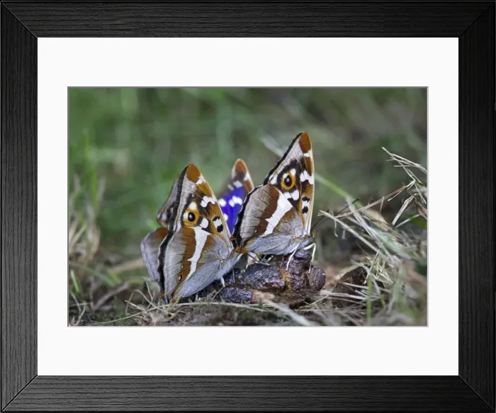 Framed Print : Purple Emperor Butterflies Framed Print : Purple Emperor Butterflies