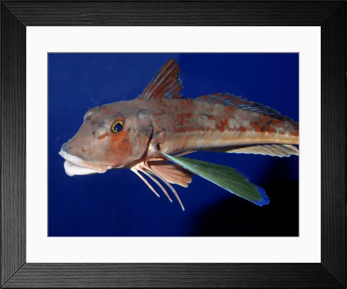 Framed Print : Spiny Red Gurnard, north west Pacific Framed Print : Spiny Red Gurnard, north west Pacific