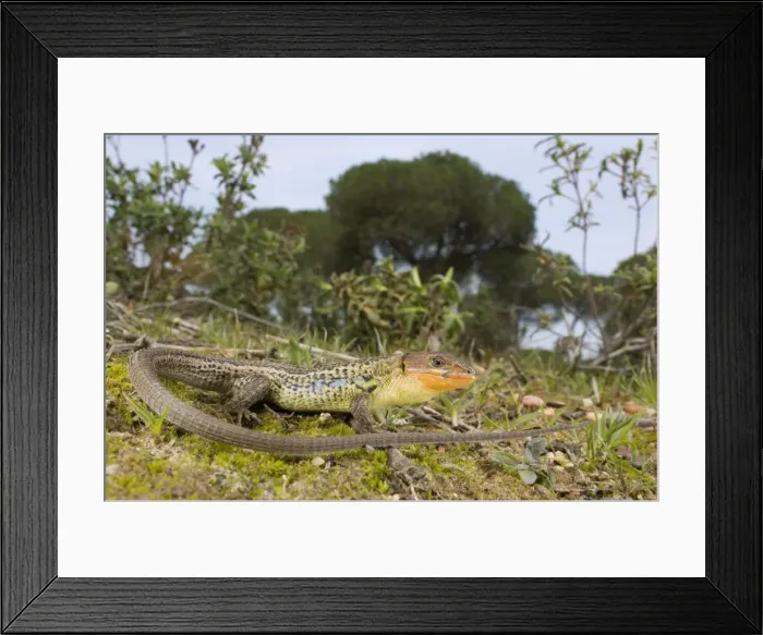 Framed Print : Large Psammodromus - male - in habitat - Andalucia - Huelva - Spain Framed Print : Large Psammodromus - male - in habitat - Andalucia - Huelva - Spain