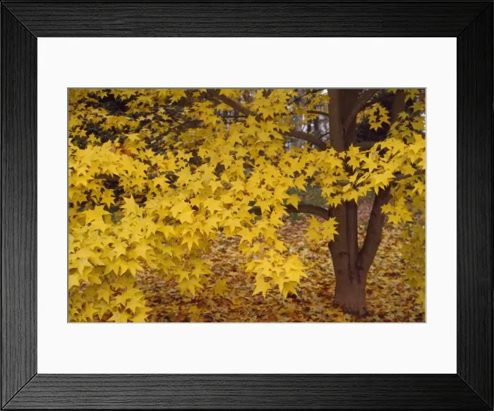 Framed Print : Cappadocicum Maple Tree Origin S. W. China Framed Print : Cappadocicum Maple Tree Origin S. W. China